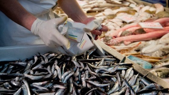 Palermo, sequestrati 600 chili di pesce