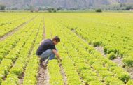 Lavoro, i giovani scelgono l'agricoltura: domande per contributi, Sicilia in testa