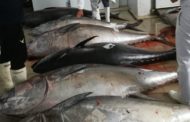 Oltre 22 quintali di tonno rosso sequestrati dalla Guardia Costiera. multe fino a 100.000 euro e rischio per la salute pubblica