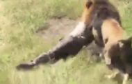 Sudafrica, leone azzanna proprietario di uno zoopark: abbattuto