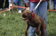 Palermo, pitbull uccide cagnolina in strada: uomo interviene per salvarla, azzannato