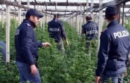 Ragusa, drone scopre una serra di cannabis tra i pomodorini