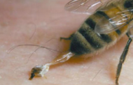 55enne muore in casa a causa di una puntura di vespa