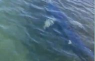 Avvistato squalo nel mare di Trapani. Ecco il video
