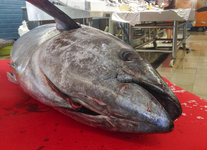 Trapani. Veterinari ASP sequestrano tonno rosso al mercato del pesce