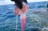 Choc anafilattico e infarto dopo il contatto con una medusa, bagnante salvata