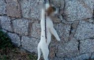 Un cucciolo di cane di appena due mesi è stato barbaramente impiccato