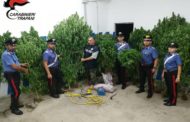 Mazara. Due arresti per coltivazione e spaccio di marijuana