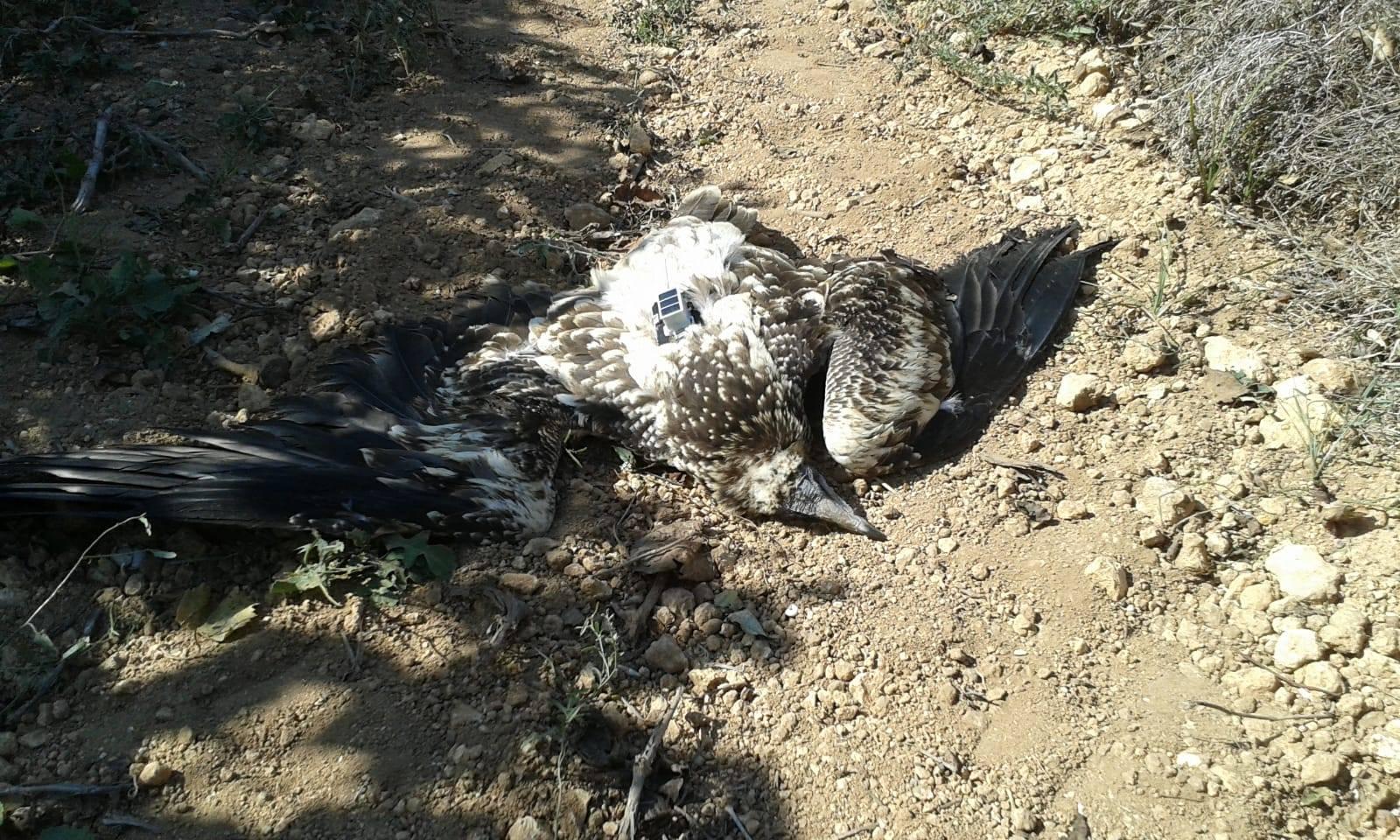 Sgomento in Italia per l'uccisione dell'avvoltoio Clara avvenuta nelle campagne di Mazara