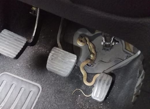 Sale in auto e trova un serpente attorcigliato tra i pedali