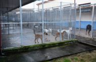 Record di adozioni di cani a Mazara