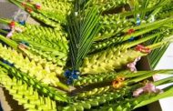 Domenica delle Palme: allarme palme avvelenate in vendita