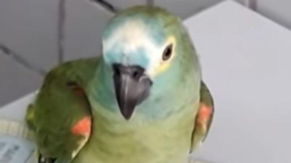 Un pappagallo viene coinvolto in traffici di droga. Arrestato!