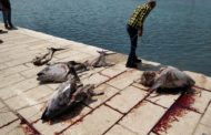 Mazara. Rinvenute carcasse di tonno nel porto canale e nella zona Quarara
