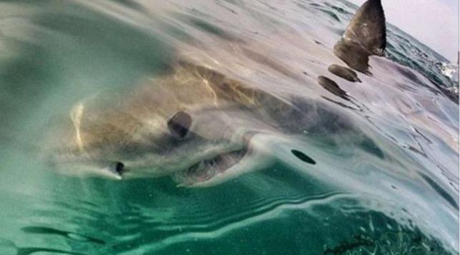 Turista scozzese divorato da uno squalo nell'Oceano indiano: l'animale trovato morto in spiaggia
