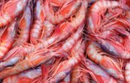 Nuove regole per la pesca a strascico anche in Sicilia. Cambiano le regole per la pesca di sei specie: il gambero viola, il rosa e il rosso e poi il nasello, lo scampo e la triglia di fango