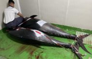 Mazara. La Capitaneria di porto sequestra esemplari di tonno rosso e li dona in beneficenza