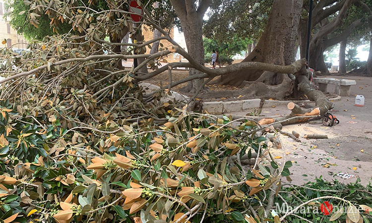 Mazara: grosso ramo si stacca da uno dei tanti alberi centenari a Villa Jolanda, sfiorata tragedia