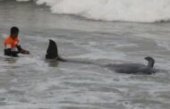 Sri Lanka, salvate oltre 100 balene arenate in spiaggia