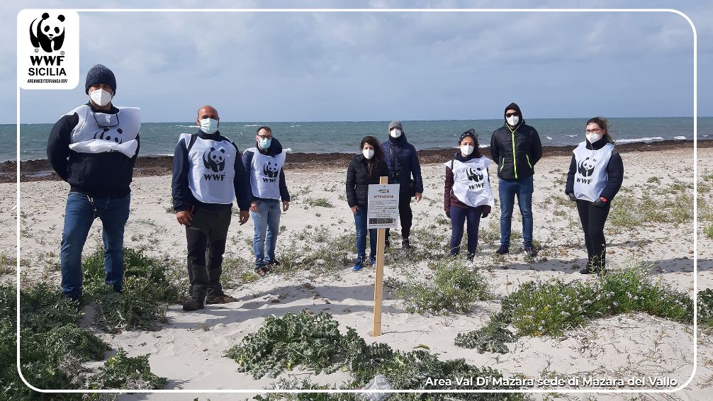 Volontari del WWF Val di Mazara,  sono stati  sulla  spiaggia di Capo Feto, per l'avvio delle attività 2021 di monitoraggio e tutela  del fratino