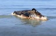 Mazara, rimossa carcassa di cetaceo arenata a pochi metri dalla spiaggia