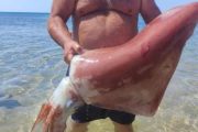 Triscina, calamaro gigante pescato a mani nude