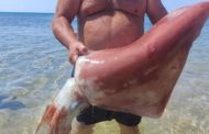 Triscina, calamaro gigante pescato a mani nude