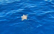 Tartaruga Caretta Caretta torna in mare dopo le cure: era stata salvata a gennaio dalla Capitaneria di Mazara