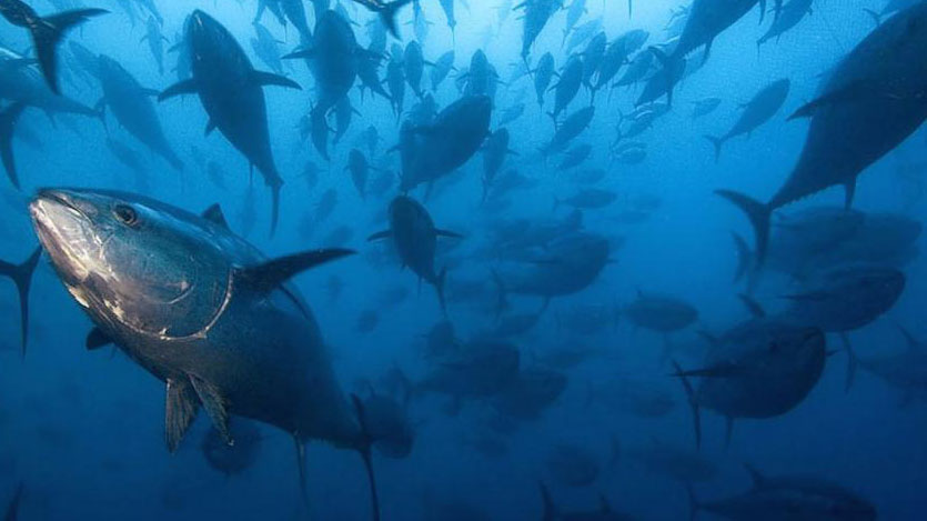 Pesca. A rischio campagna pesca tonno rosso 2023 per imprese Siciliane e Pescatori