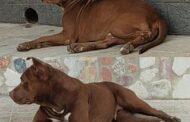 Mazara. Sono stati identificati i proprietari dei due cani morsicatori che nei giorni scorsi avevano ferito il piccolo David