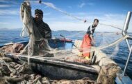 Via libera dalla Regione: Pesca e acquacoltura, ok al programma Feampa da 116 milioni