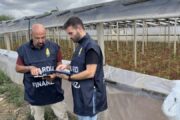 SCOPERTI QUINDICI LAVORATORI “IN NERO” E QUATTRO “IRREGOLARI” NEL SETTORE AGRICOLO