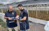 SCOPERTI QUINDICI LAVORATORI “IN NERO” E QUATTRO “IRREGOLARI” NEL SETTORE AGRICOLO