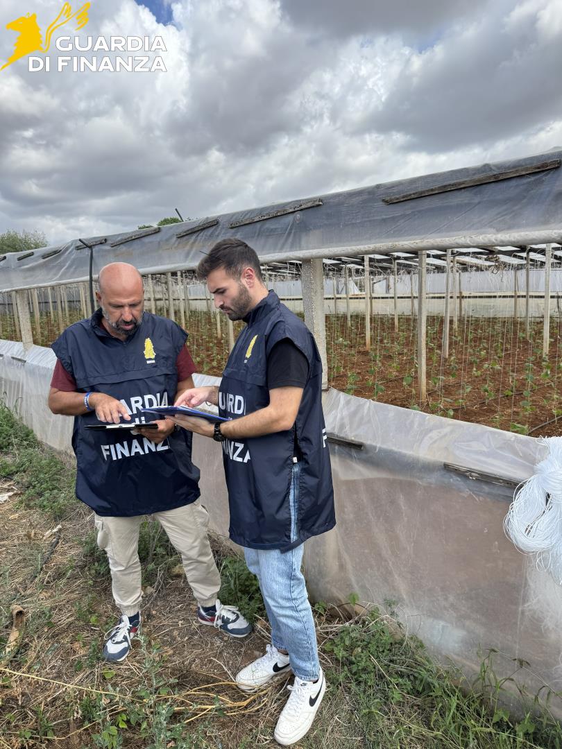 SCOPERTI QUINDICI LAVORATORI “IN NERO” E QUATTRO “IRREGOLARI” NEL SETTORE AGRICOLO