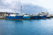 Pesca, Lollobrigida: 