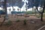 ALBERI A MAZARA: SICUREZZA E TRASPARENZA DEVONO ANDARE DI PARI PASSO