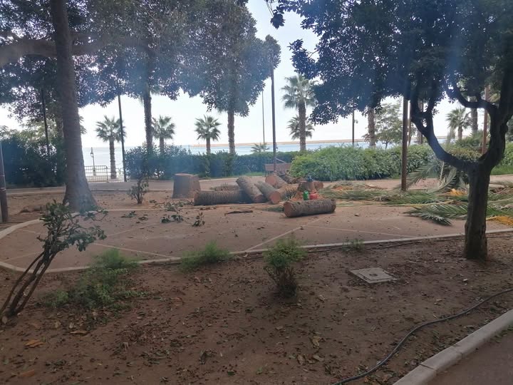 ALBERI A MAZARA: SICUREZZA E TRASPARENZA DEVONO ANDARE DI PARI PASSO
