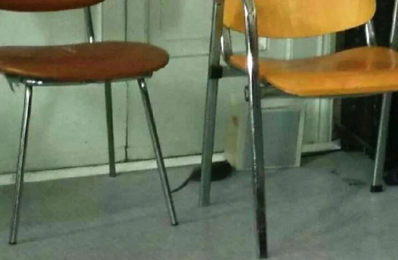 Mazara. Roditori a scuola in Via Livorno e via Potenza. Quinci: «Basta scaricare le responsabilità sul Comune»